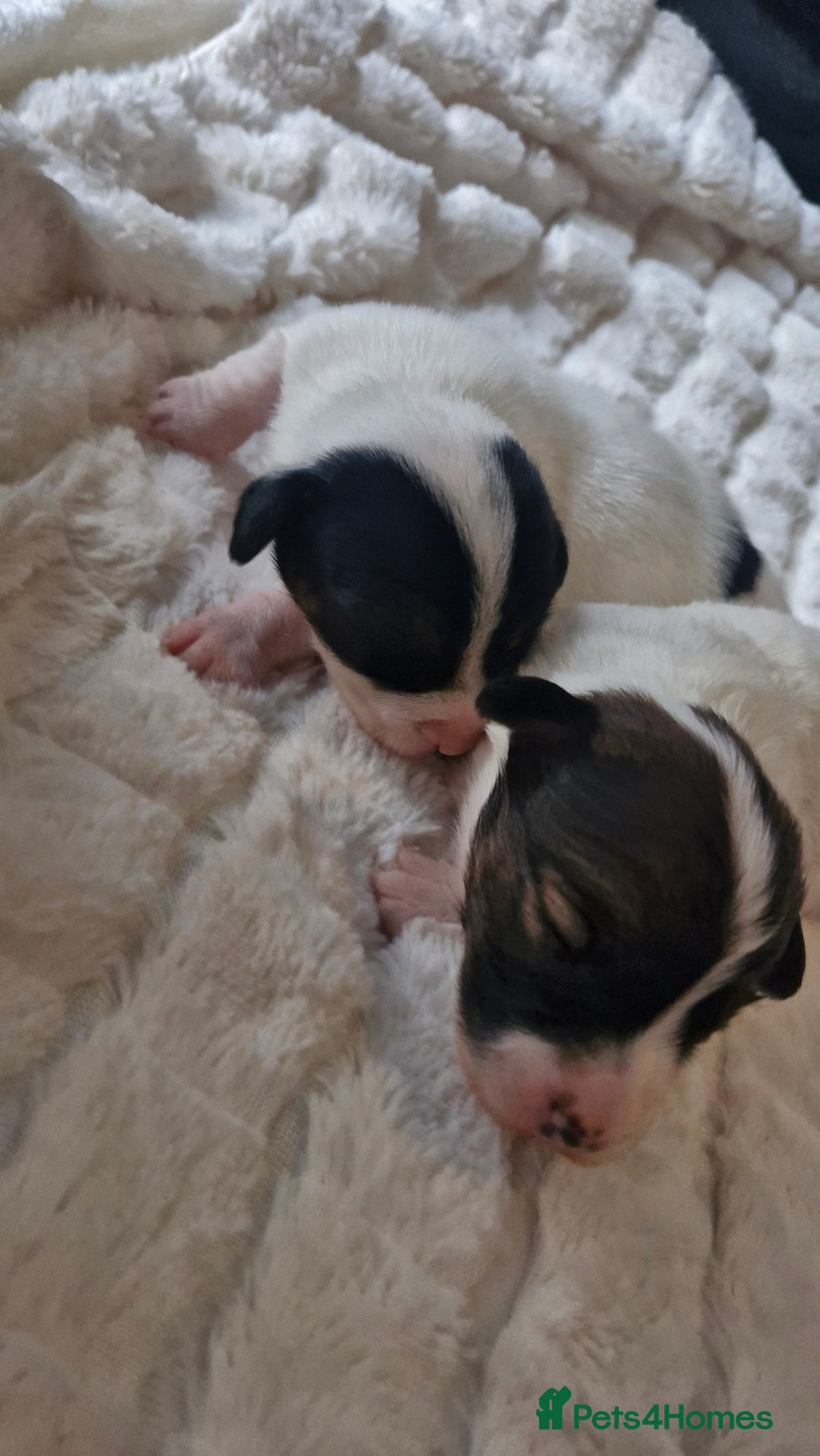 Jack Russell dogs for sale: Jack Russell puppies  - Advert 6