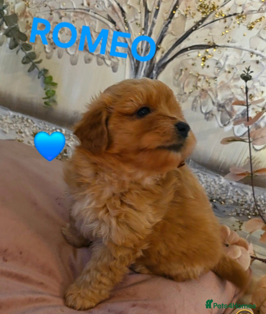 Mixed Breed dogs Maltipoo puppies  - Advert 1