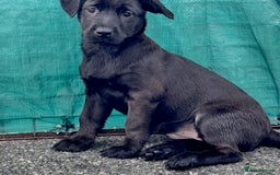 Mixed Breed dogs for sale: Cairndors - Image 2