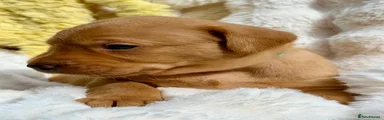 Labrador Retriever Green