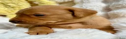 Labrador Retriever dogs for sale: Fox Red KC Registered Labrador Puppies🐾 in London - Advert 14