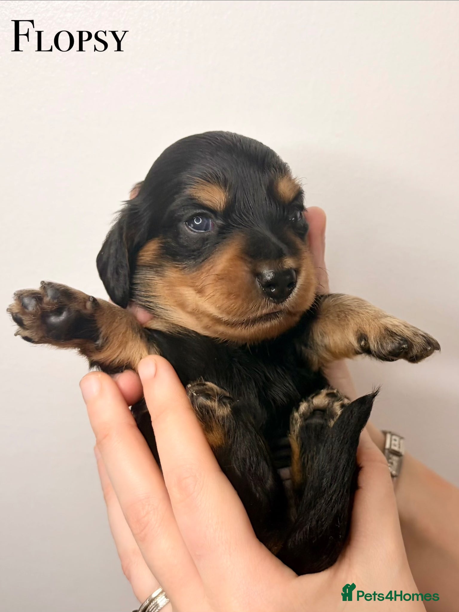 Miniature Dachshund dogs Pedigree Longhaired Miniature Dachshunds  - Advert 12