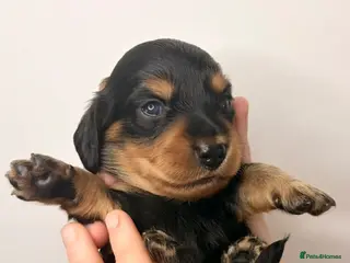 Miniature Dachshund dogs Pedigree Longhaired Miniature Dachshunds - Advert 12