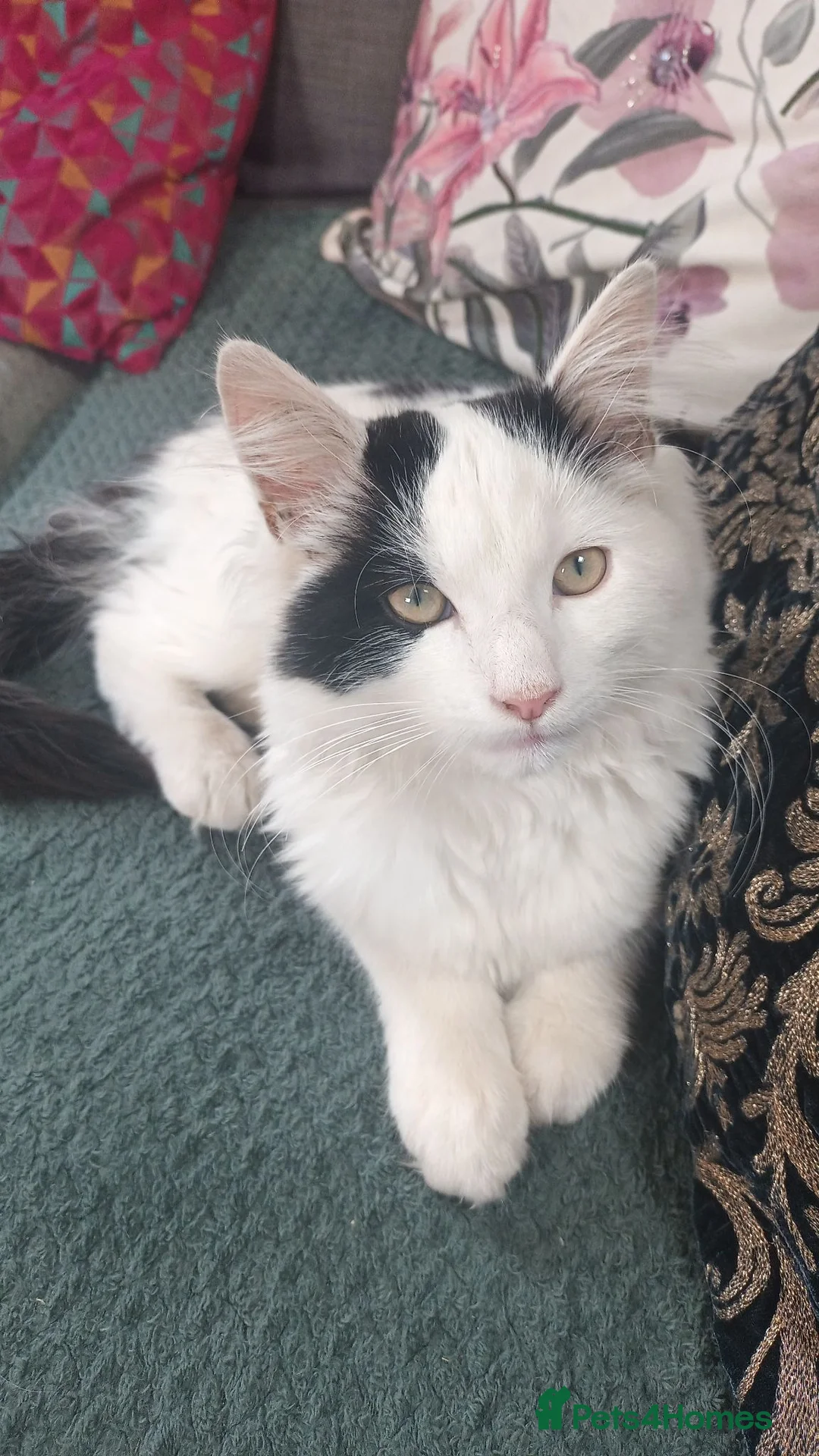 Mixed Breed cats for sale: White fluffy male cat. in Doncaster - Advert 2