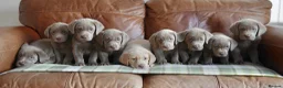 Labrador Retriever dogs for sale: Stunning Health Tested Silver Labrador Puppies - Advert 9