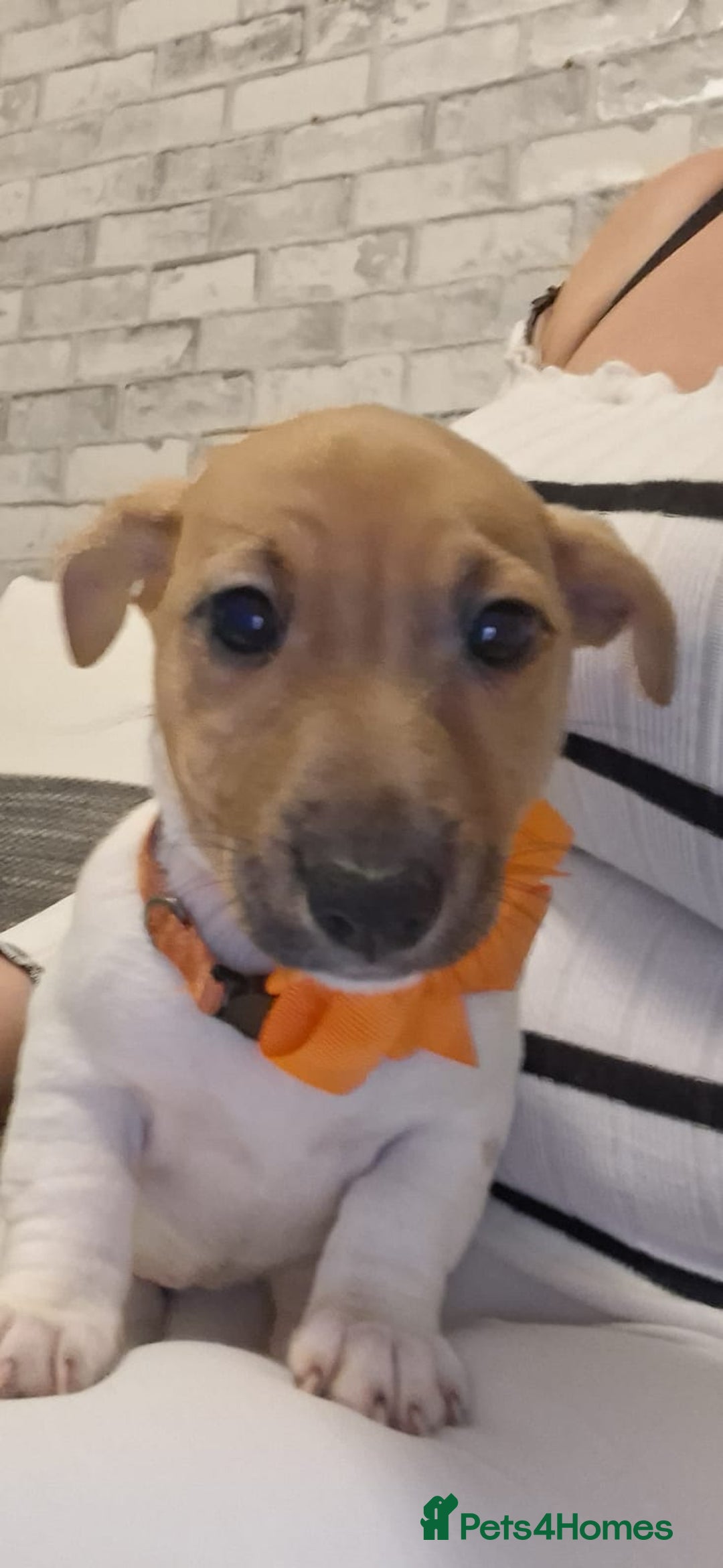 Jack Russell dogs for sale: Beautiful Jack Russell puppies - Advert 10