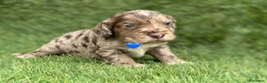 Cocker Spaniel 1