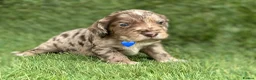 Cocker Spaniel dogs for sale: Outstanding Cocker Spaniel Puppies - Advert 5