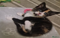 Bengal cats for sale: ** Stunning 😍 2 kittens left ** - Advert 9