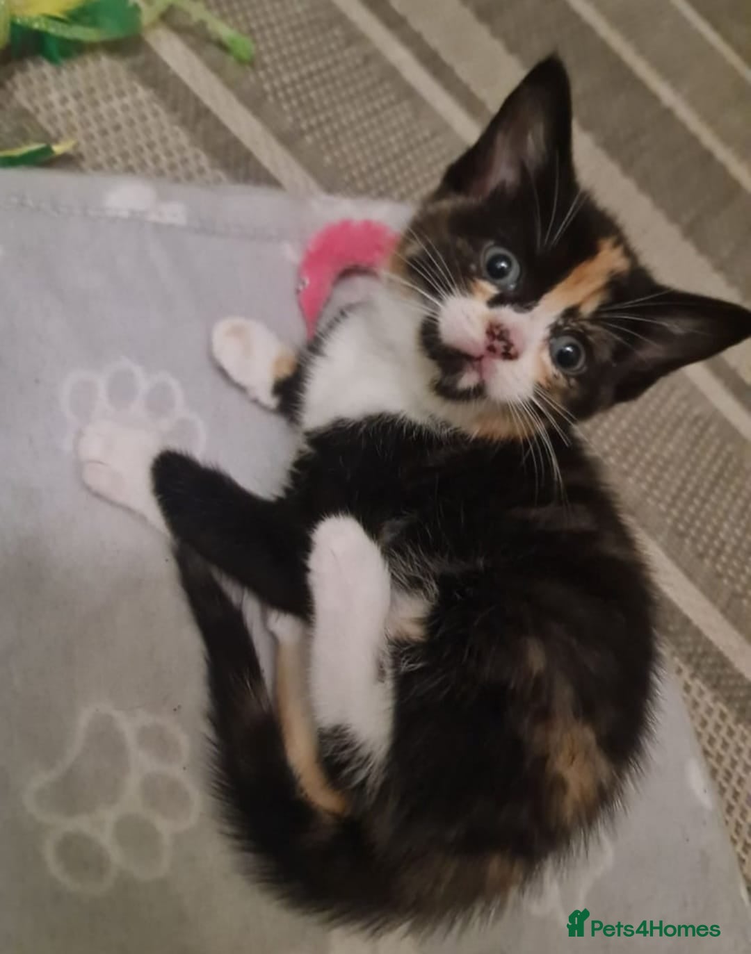 Bengal cats for sale: ** Stunning 😍 2 kittens left ** - Advert 9