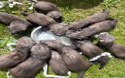 Ferret rodents for sale: Ferret kits for sale  - Image 5