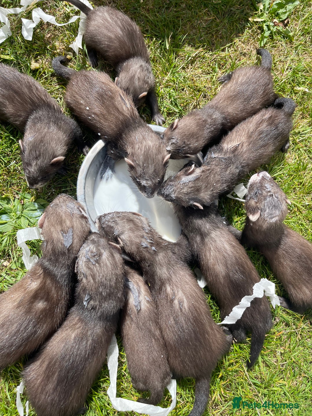 Ferret rodents for sale: Ferret kits for sale  - Image 5