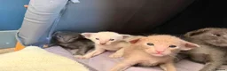 Siamese cats for sale: 🩵Lovely Siamese boys  - Advert 6