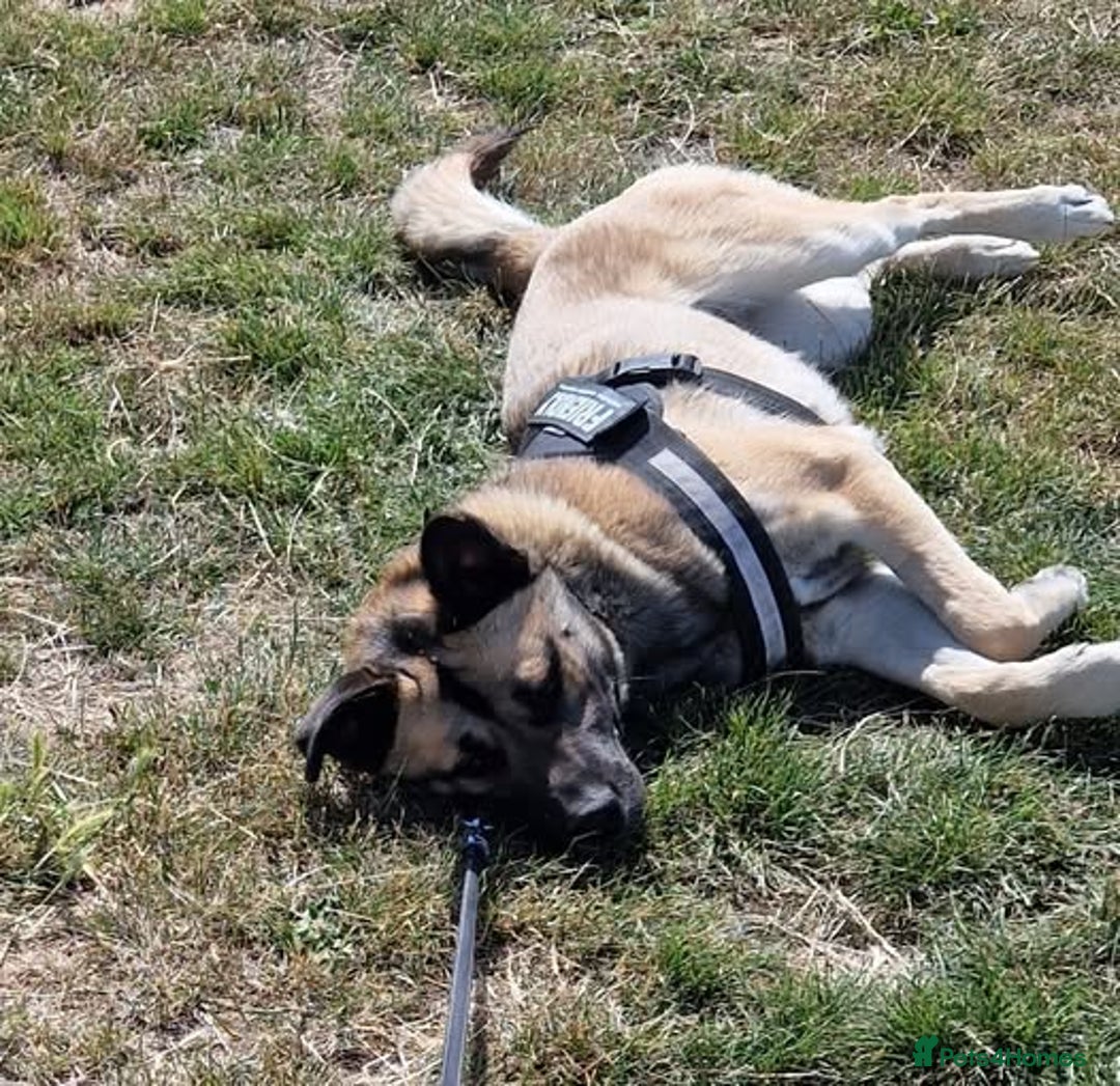Mixed Breed dogs for sale: half husky mixed breed boy (neutered) - Image 1