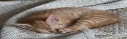 Mixed Breed cats for sale: Adorable Kittens. GINGER FEMALES - Advert 3
