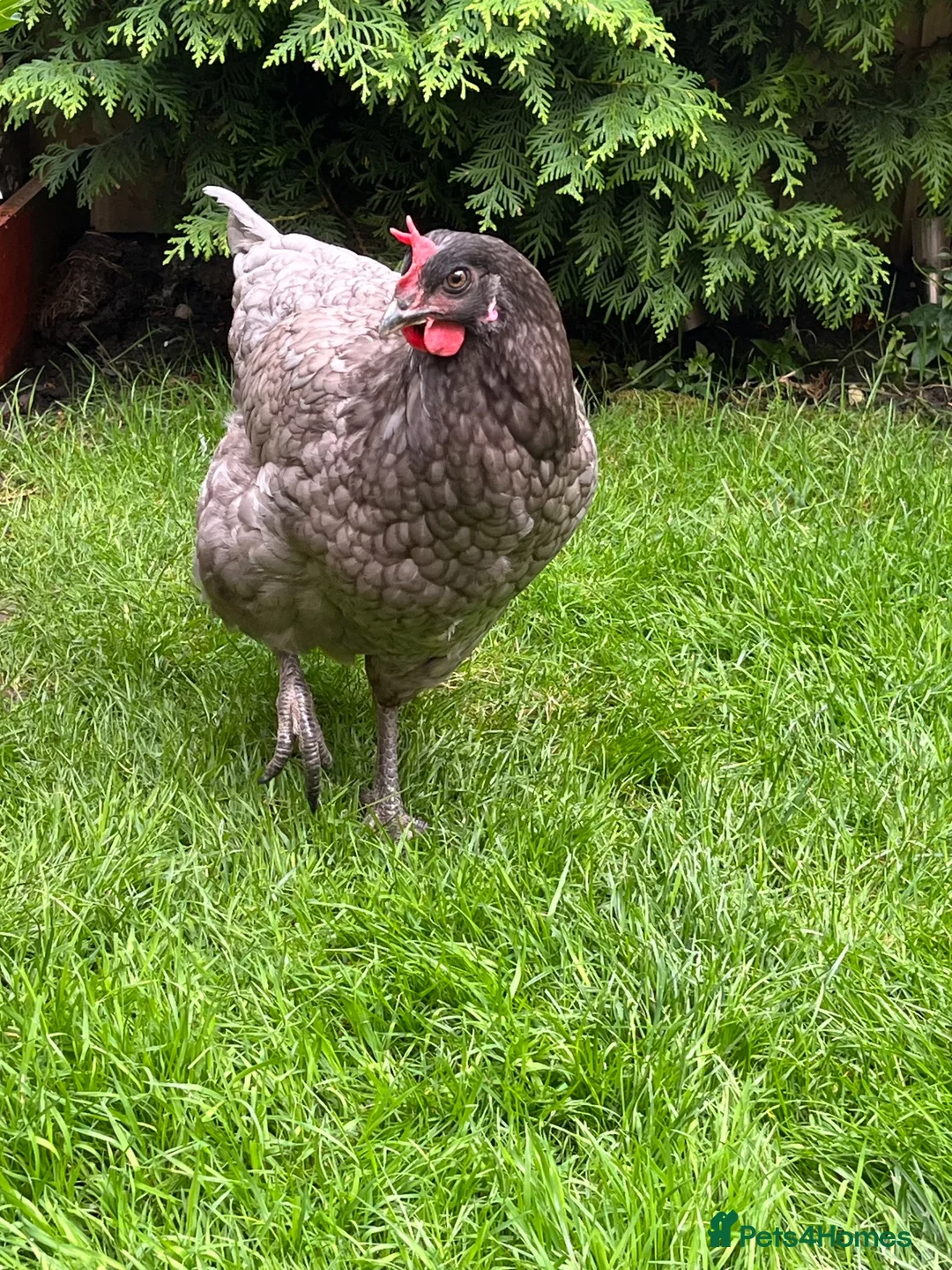 Chickens poultry for sale: Bluebell Hen  - Advert 2