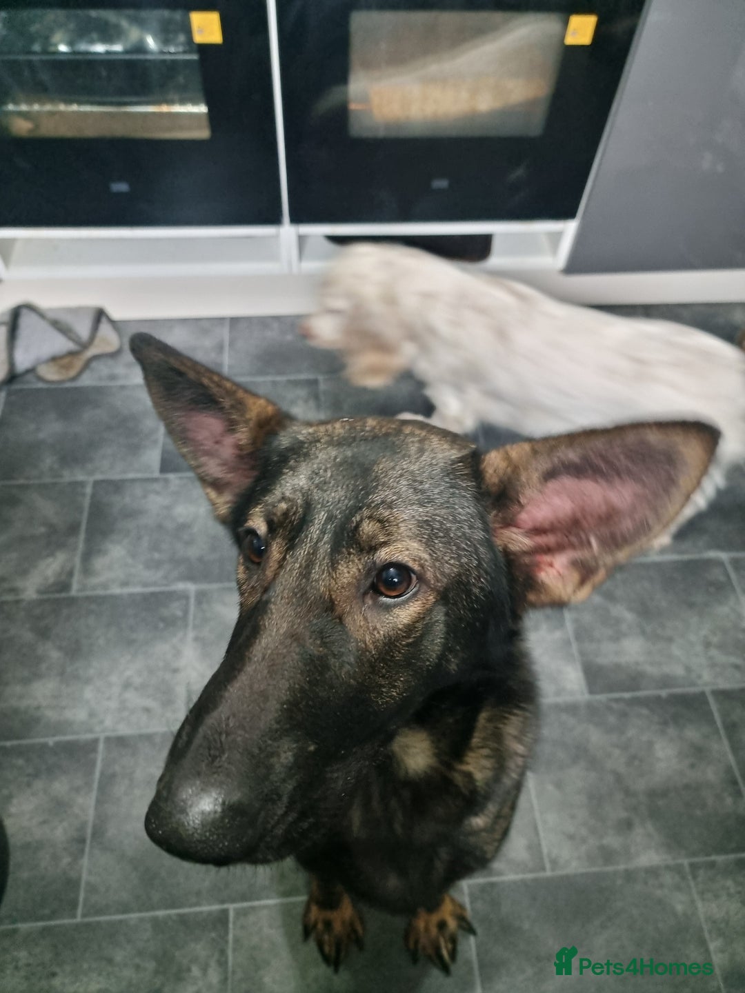 German Shepherd dogs for sale: Bitch German shepherd - Advert 4