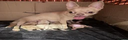 Chihuahua dogs for sale: Bold, Bright & Bursting with Energy–Chihuahuas in Hull - Advert 1