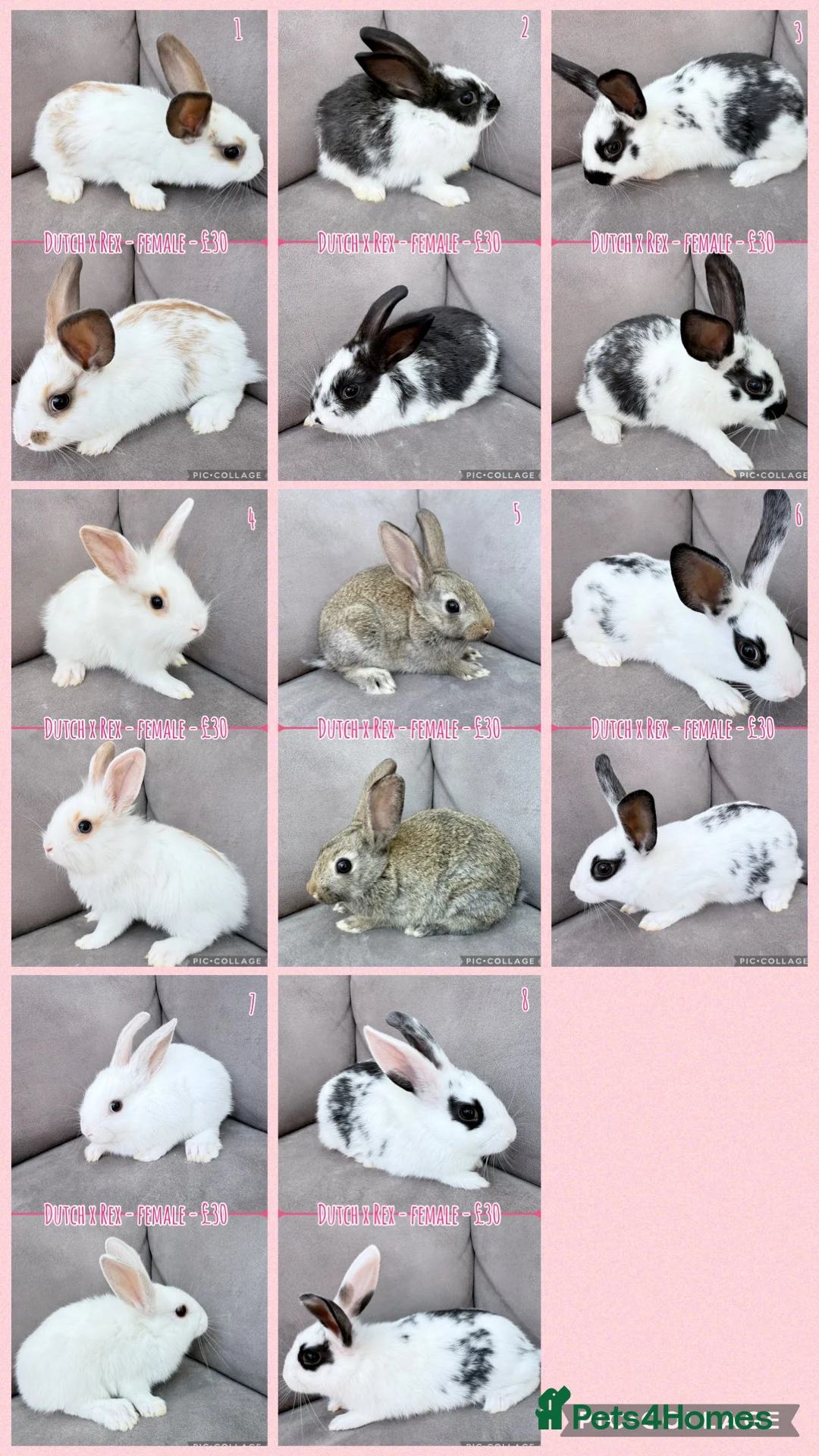 Mixed Breed rabbits for sale: Dutch x Rex Baby Rabbits - Advert 2