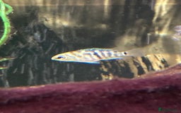 Cichlids fish for sale: Rare hybrid cichlids for sale - Image 6
