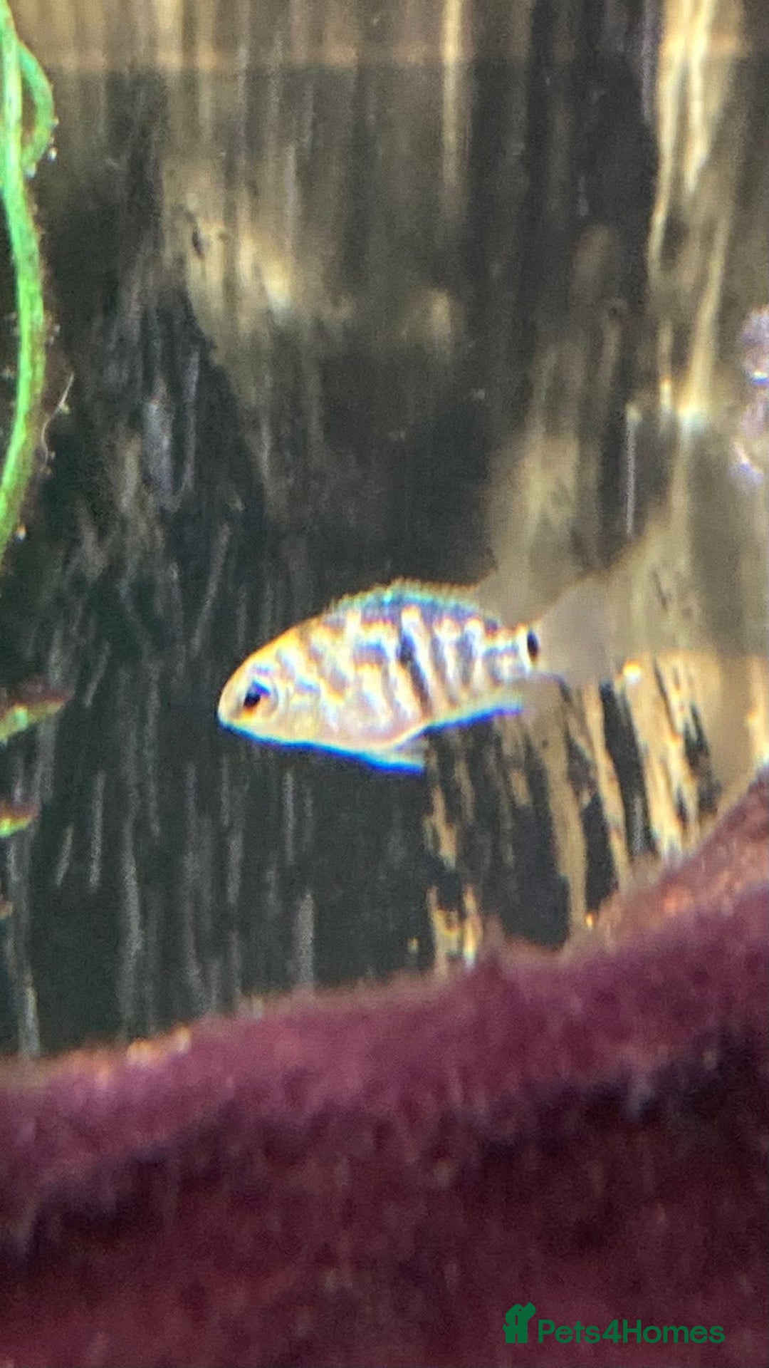 Cichlids fish for sale: Rare hybrid cichlids for sale - Image 6