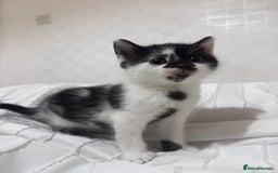 Mixed Breed cats for sale: 3 beautiful kittens looking for new home - Image 11