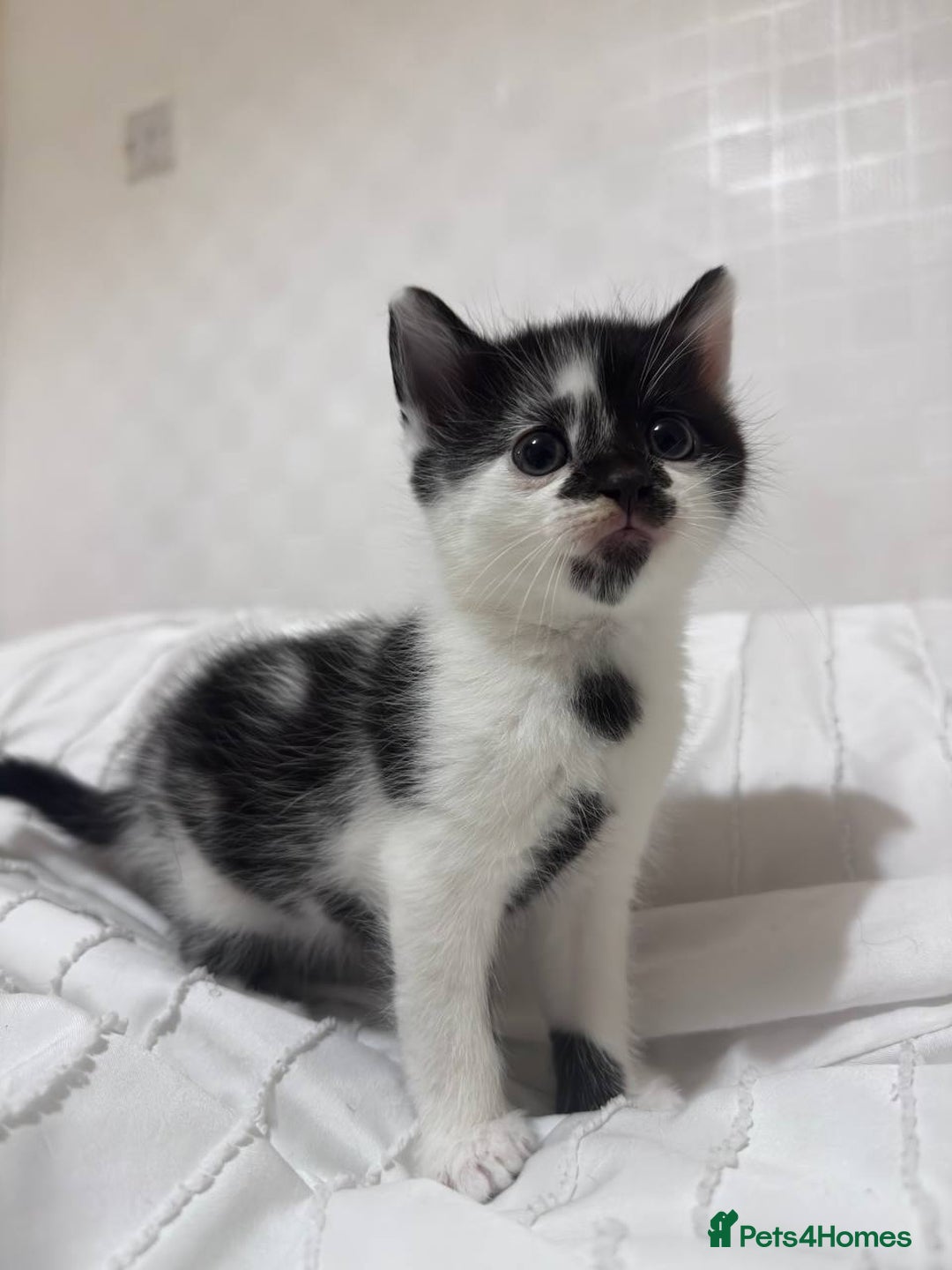 Mixed Breed cats for sale: 3 beautiful kittens looking for new home - Image 11