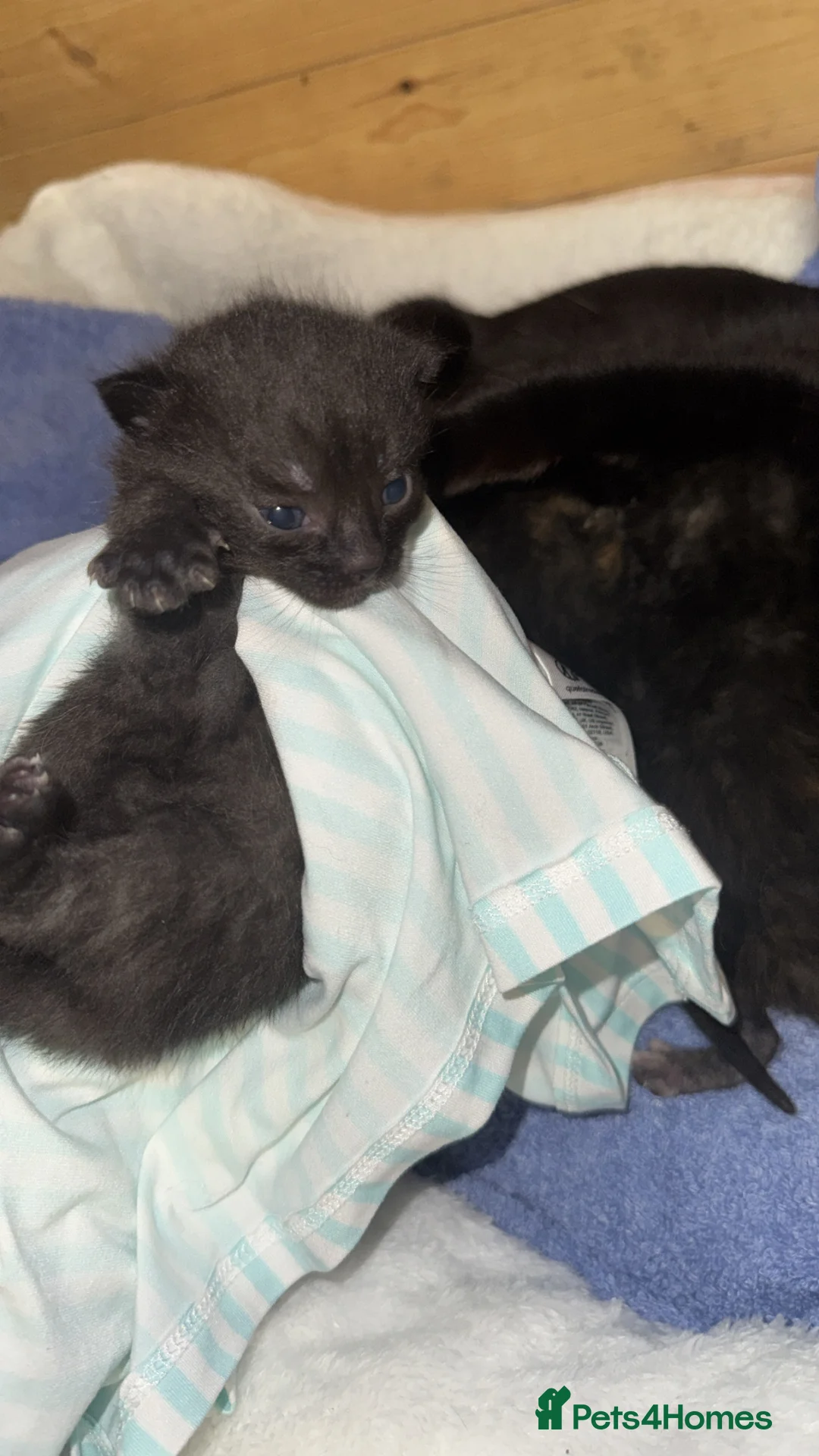 Mixed Breed cats for sale: kittens  in Nottingham - Advert 2