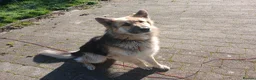 German Shepherd dogs for sale: German Shepeard 2yrs fantastic loving boy - Advert 2