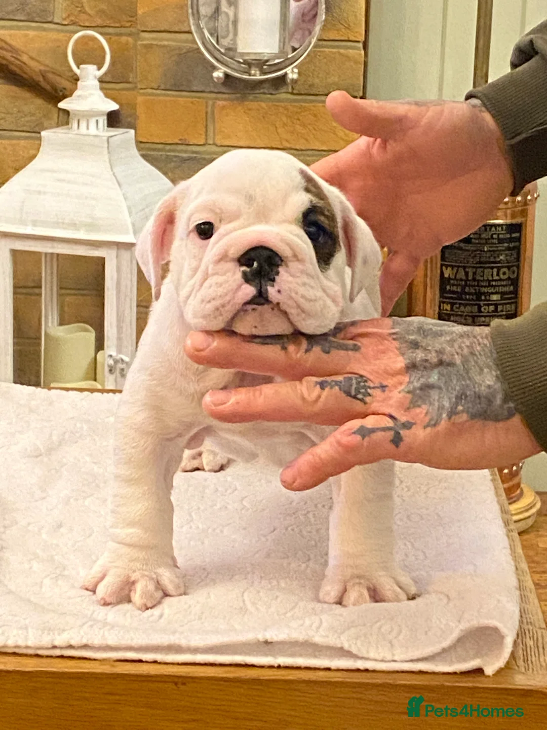 Gallery Image {{count}}