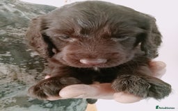 Cocker Spaniel dogs for sale: Working cocker spaniel puppies  - Image 7
