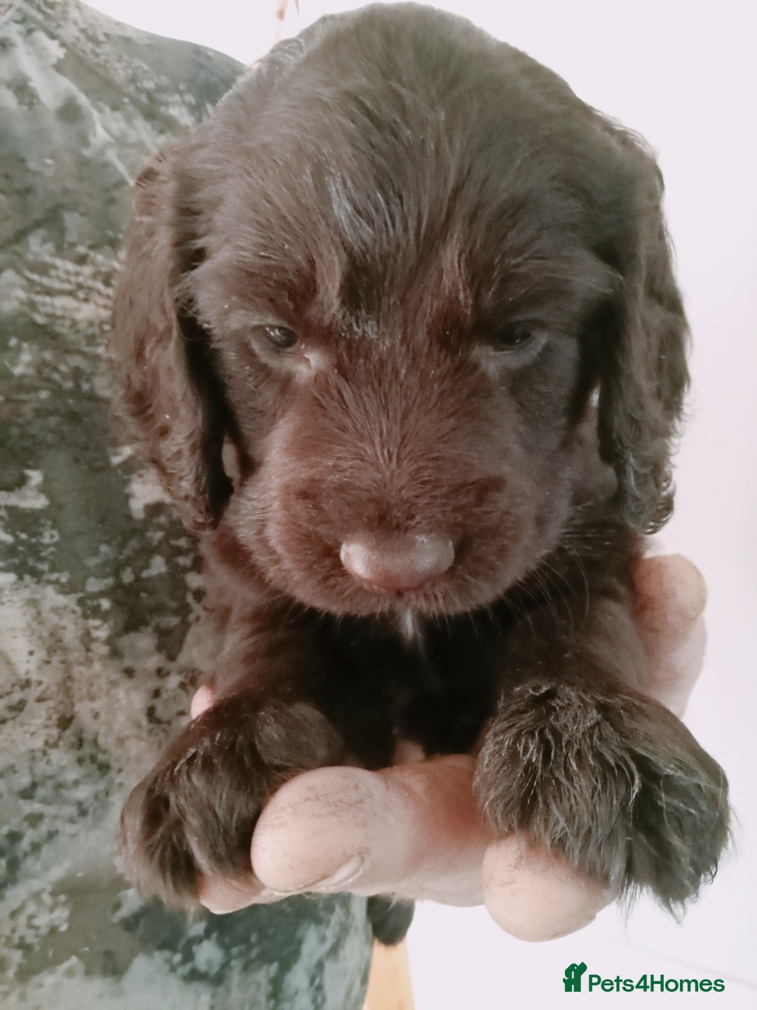 Cocker Spaniel dogs for sale: Working cocker spaniel puppies  - Image 7