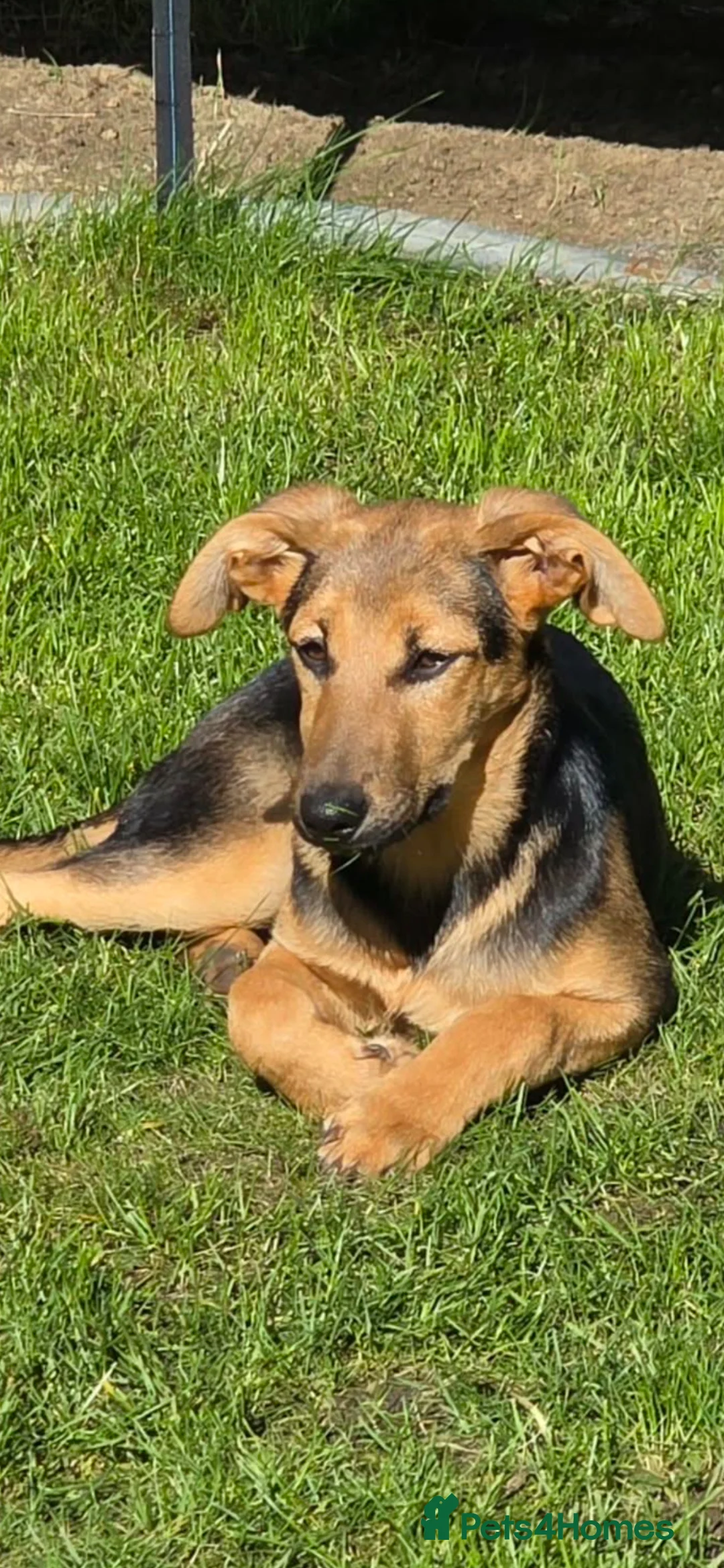 Mixed Breed dogs for adoption: Gentle Leyla seeks a patient and happy home - Advert 2