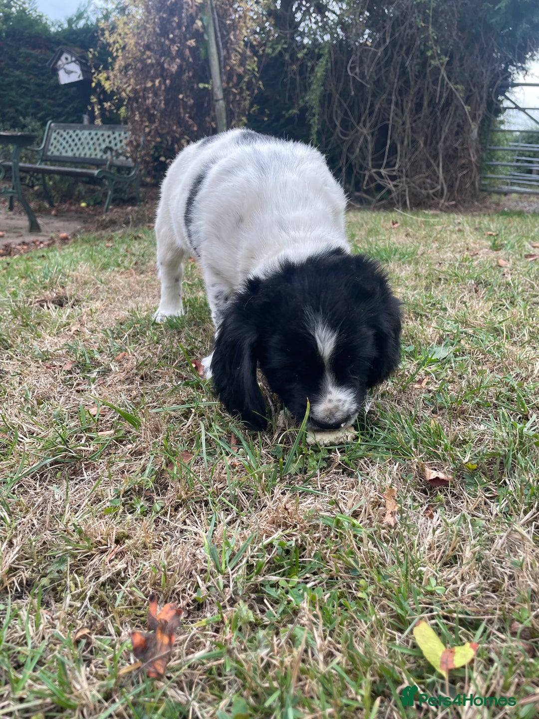 Sprocker dogs for sale: 5x gorgeous sprocker spaniel puppies for sale - Image 5
