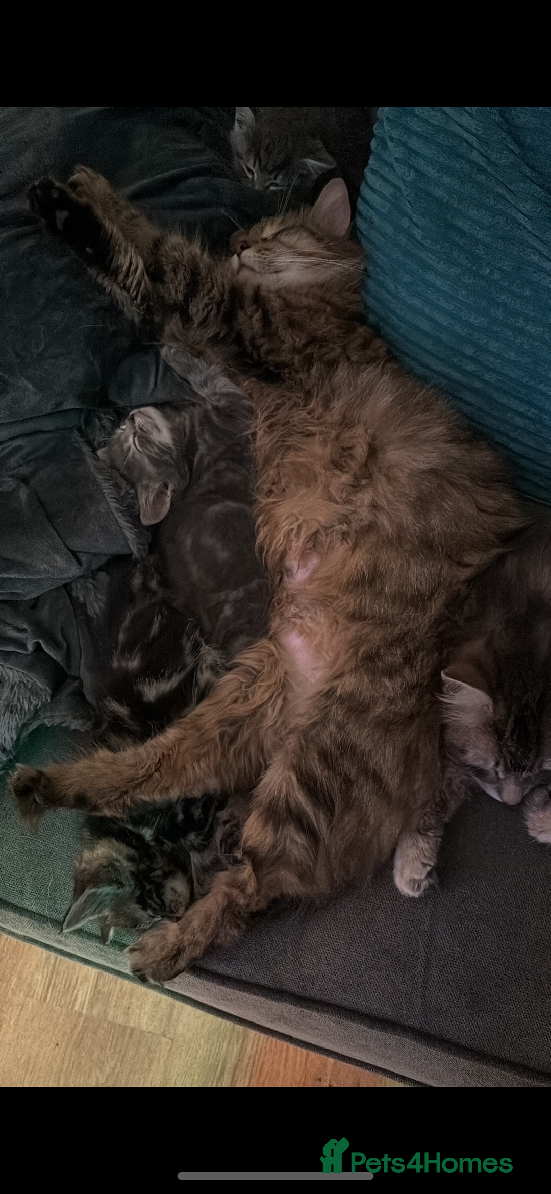 Mixed Breed cats for sale: Tabbie cross bengal - Image 9