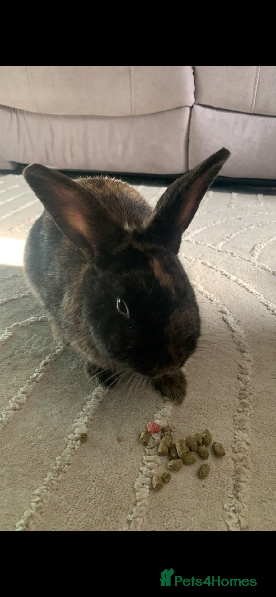 Mixed Breed rabbits Tortoise male rabbit  - Advert 2