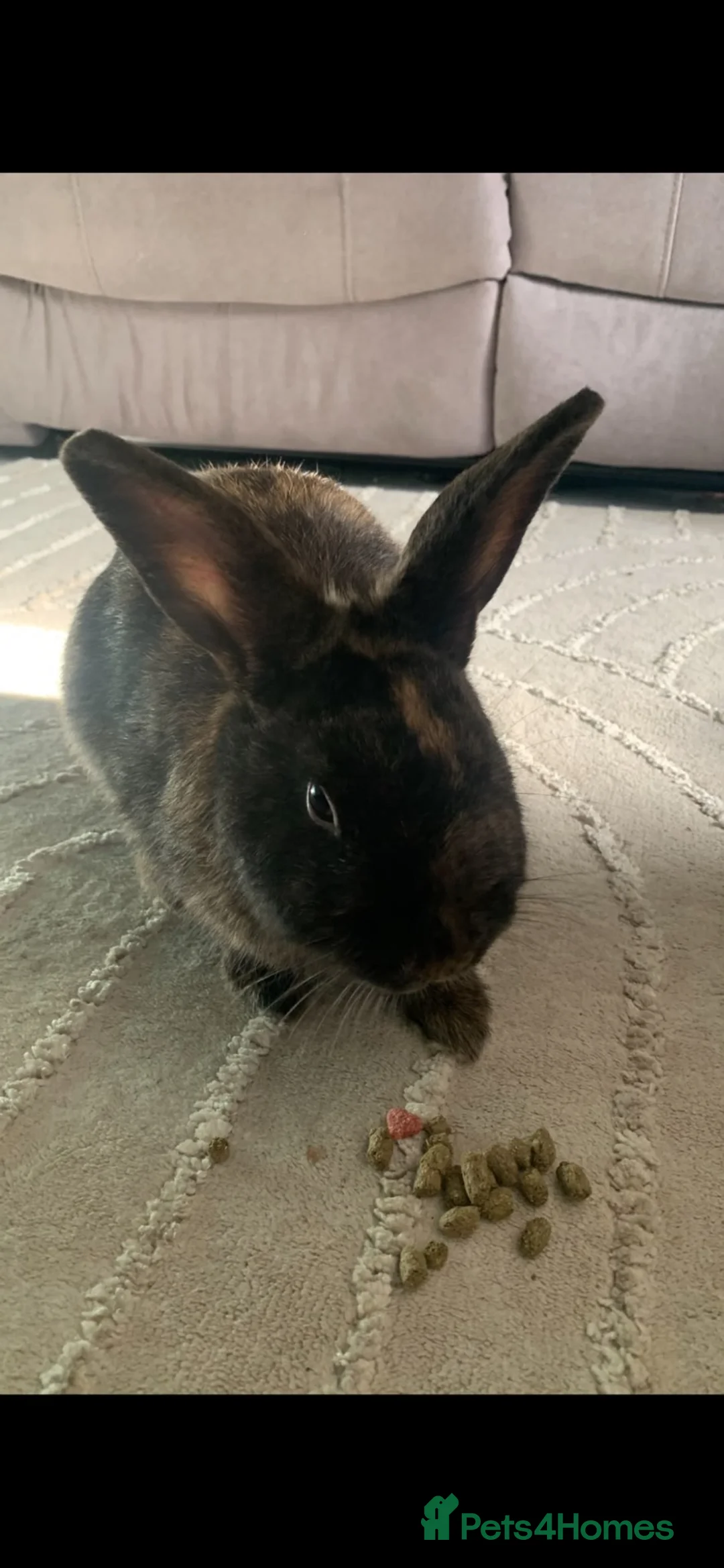 Mixed Breed rabbits for sale: Tortoise male rabbit  in Whitby - Advert 1