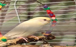 Budgerigars birds for sale: BEAUTIFUL BABY BUDGIE - Image 1