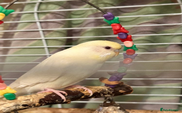 Budgerigars birds - Advert 18