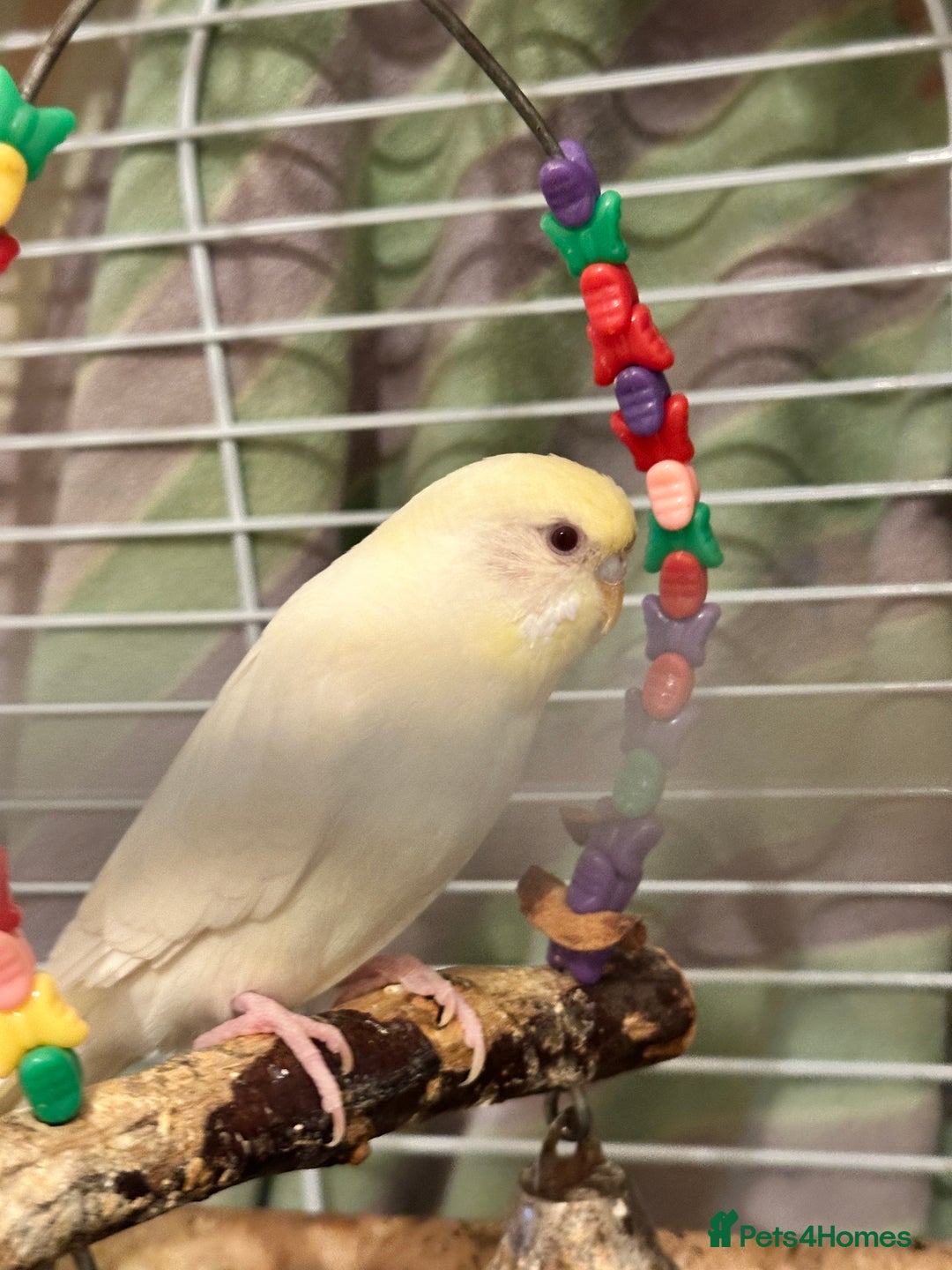 Budgerigars birds for sale: BEAUTIFUL BABY BUDGIE - Image 1