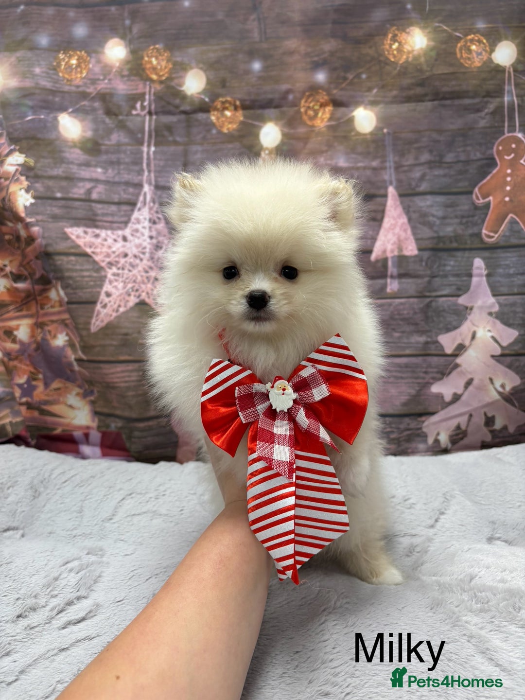 Pomeranian dogs for sale: Last Boy left! Pomeranian Pup - Advert 37
