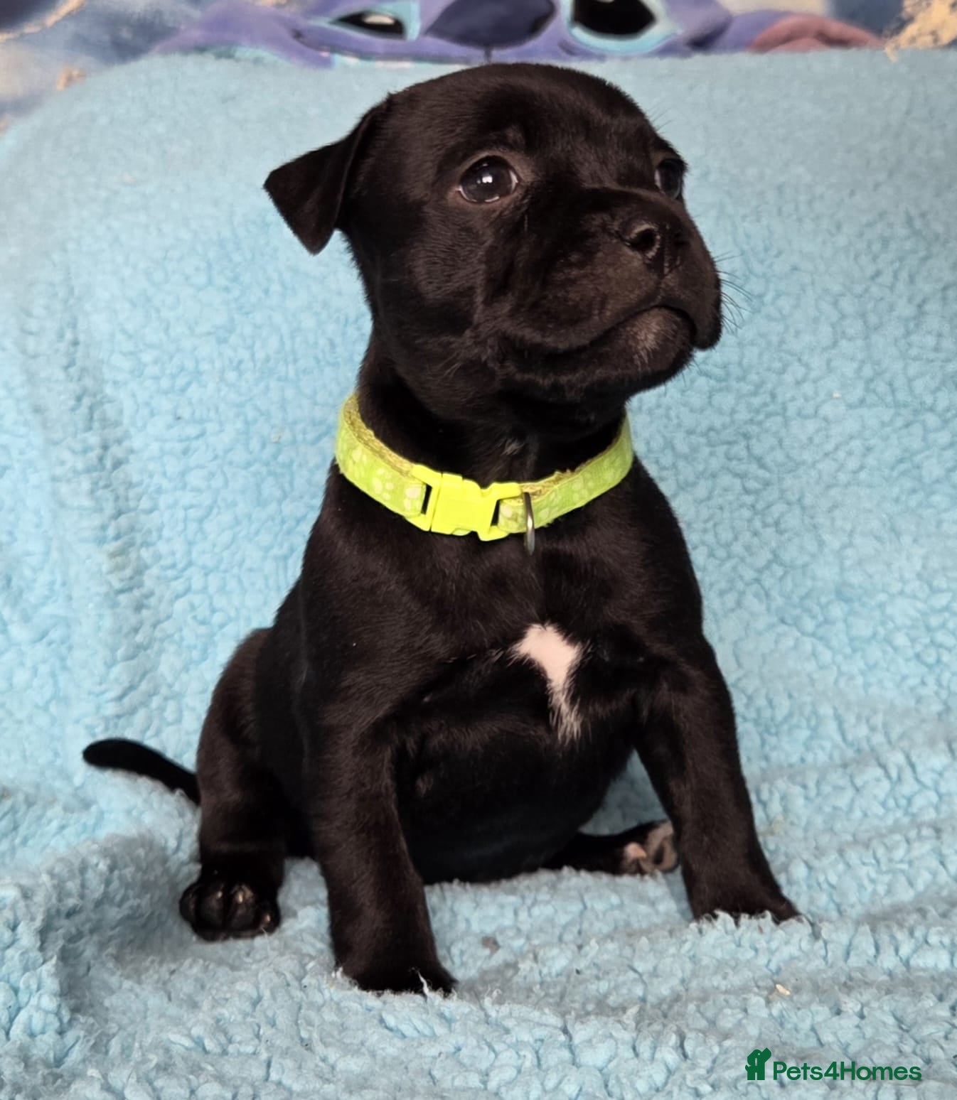 Staffordshire Bull Terrier dogs Show Quality Champions bloodline staffy puppies  - Advert 3