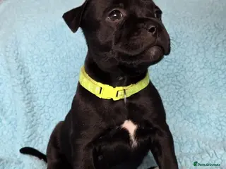 Staffordshire Bull Terrier dogs Show Quality Champions bloodline staffy puppies - Advert 3
