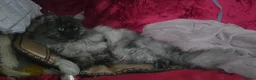 Maine Coon cats for stud: Active TICA registered Maine Coon Stud Smoke - Advert 5