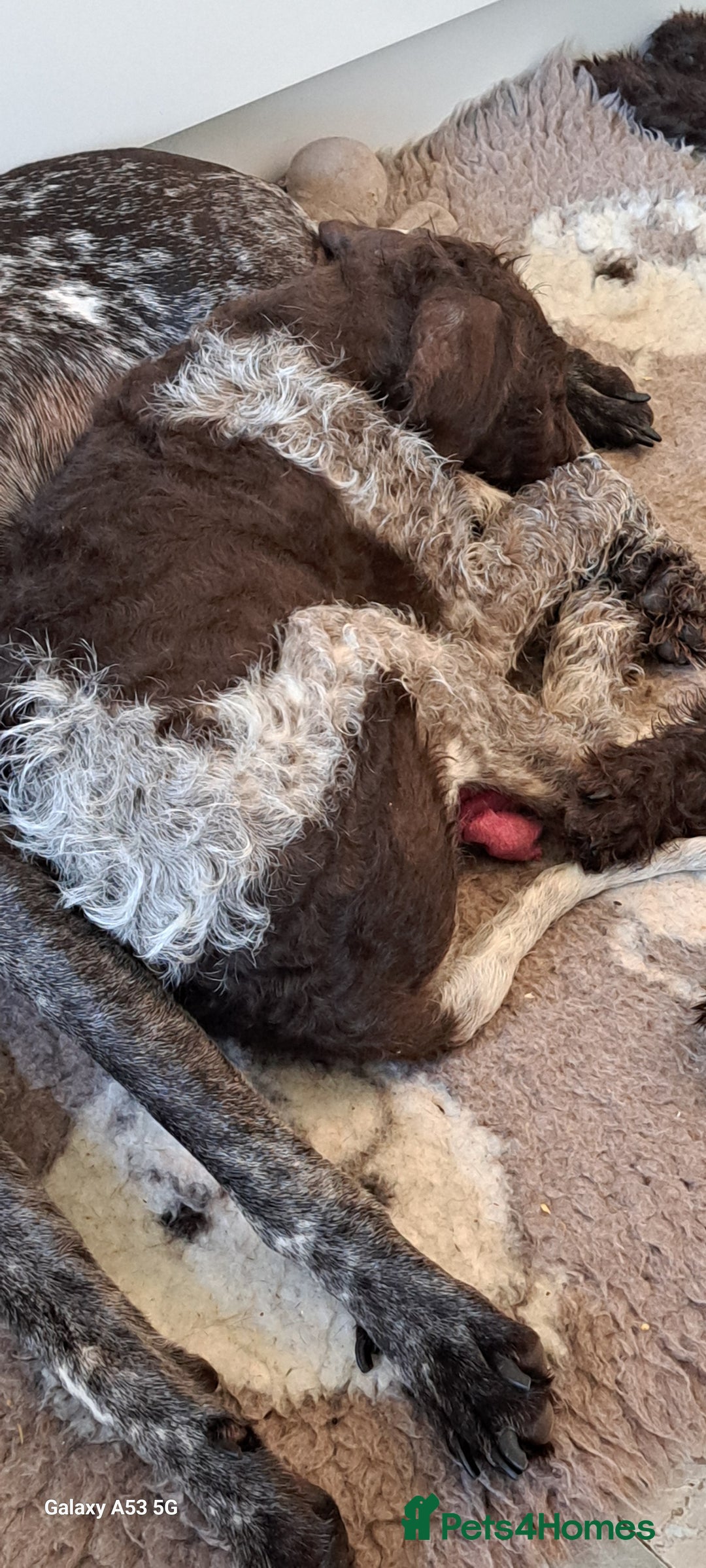 Mixed Breed dogs for sale: Poodle/pointer pups in Cumnock - Image 4