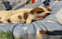 Mixed Breed dogs for sale: Chihuahua x Jack Russell puppies - Image 13