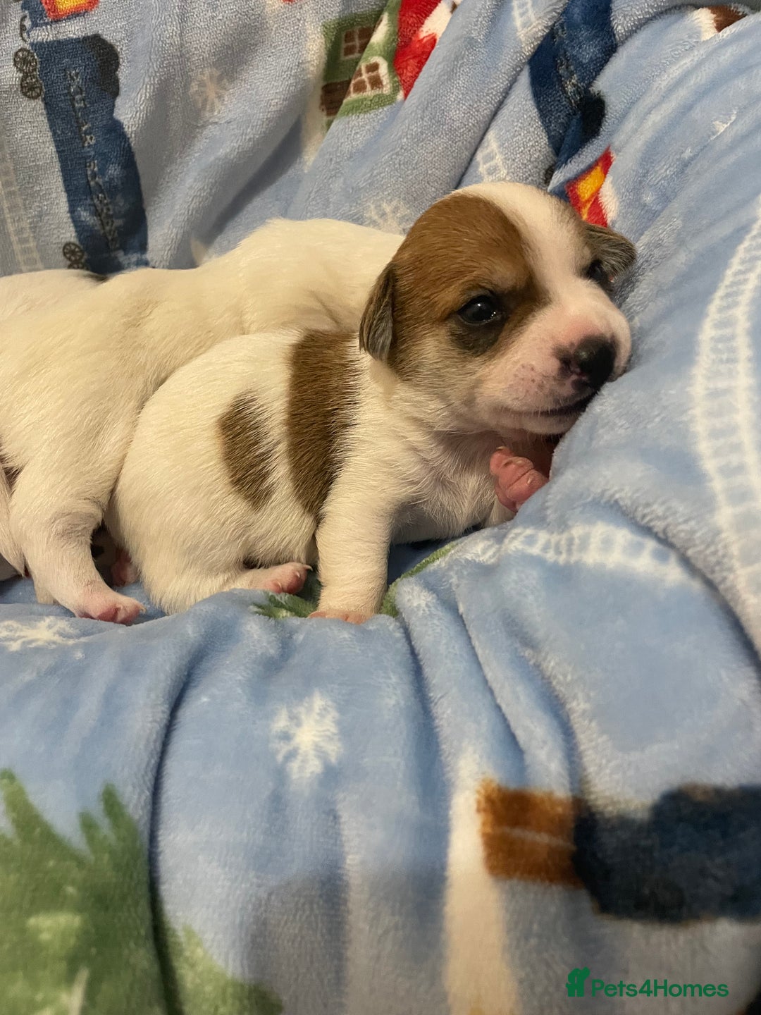 Mixed Breed dogs for sale: Chihuahua x Jack Russell puppies - Image 13