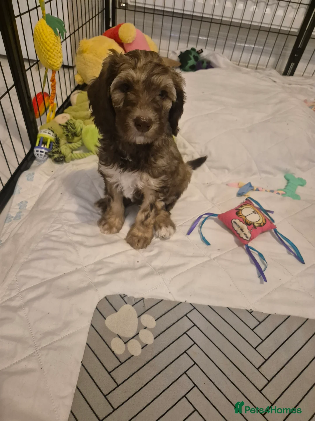 Sheepadoodle dogs for sale: Sheepadoodle!! - Advert 5