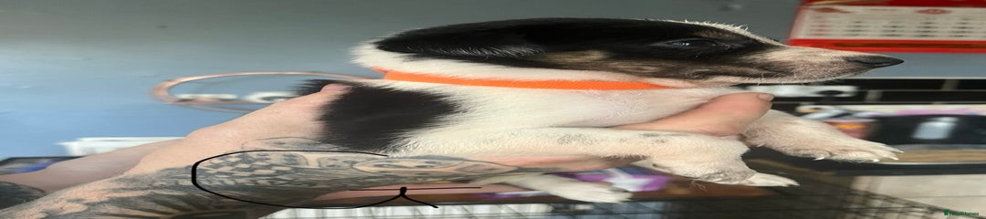 Border Collie Puppy 8