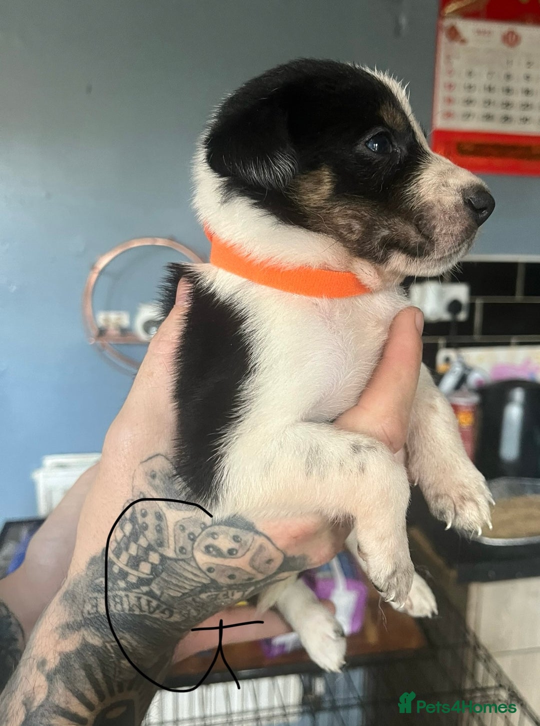 Border Collie dogs for sale: Border collie puppies - Image 17